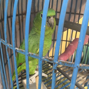 Hector. The talking bird of the house.